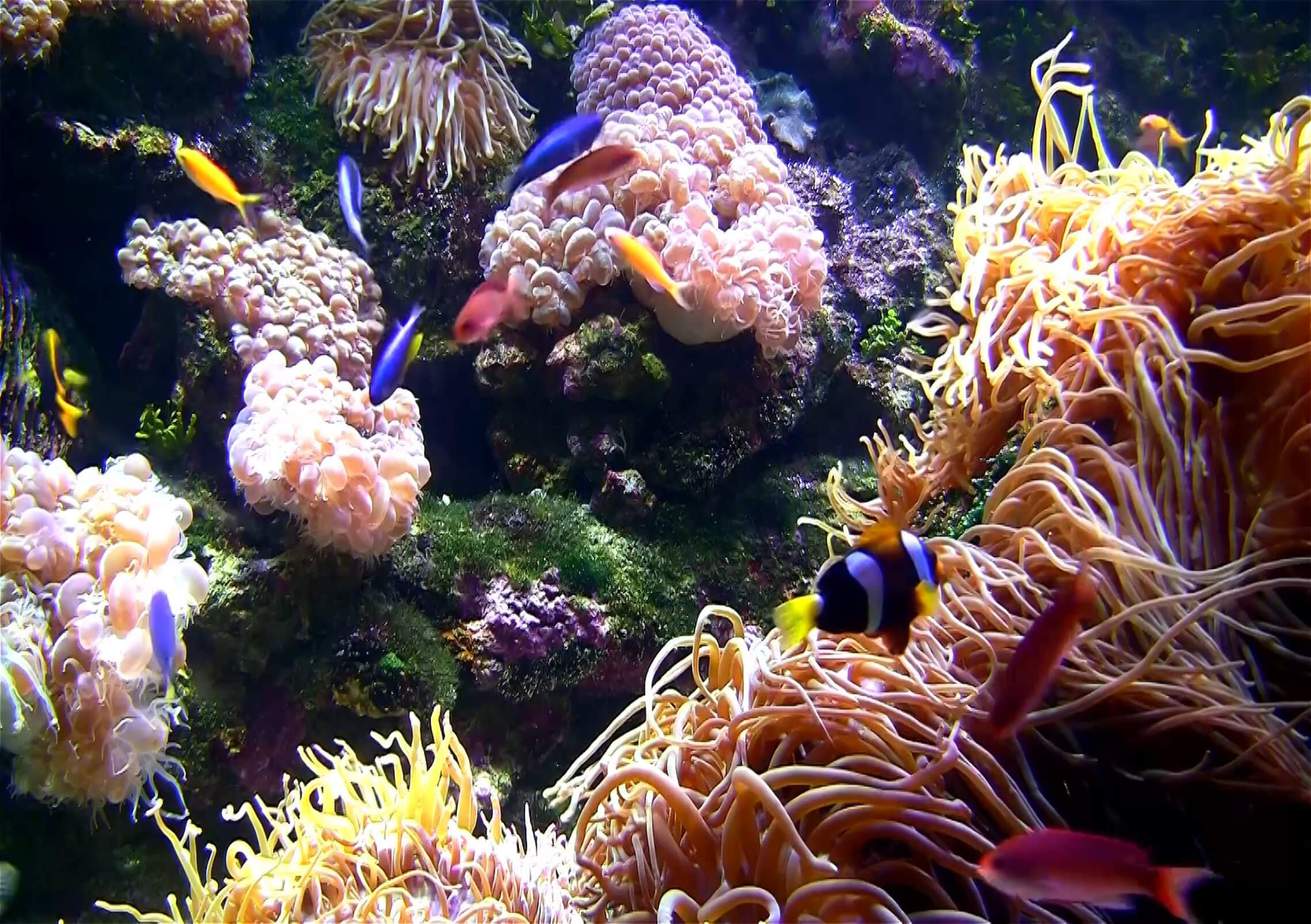 Aquarium HD Screensave‪r Mac